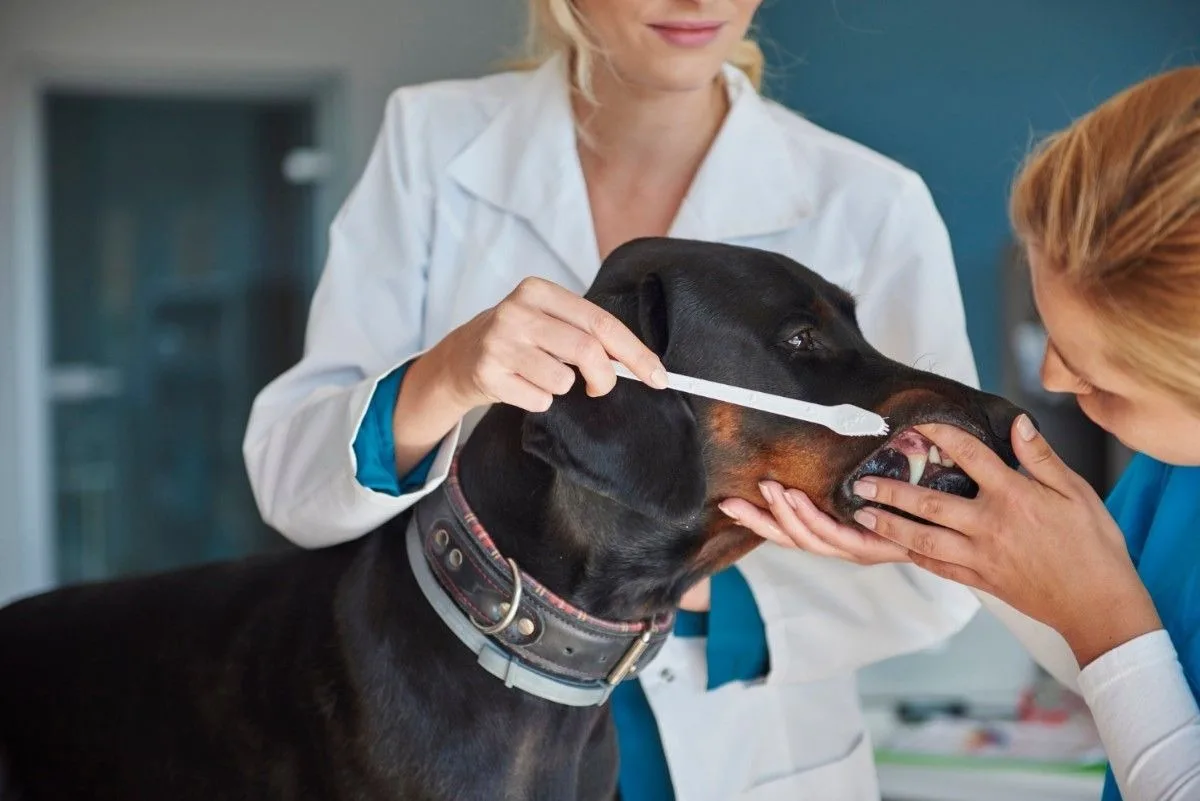 Complete Guide to Choosing an Animal Care Hospital in Oxford, MS