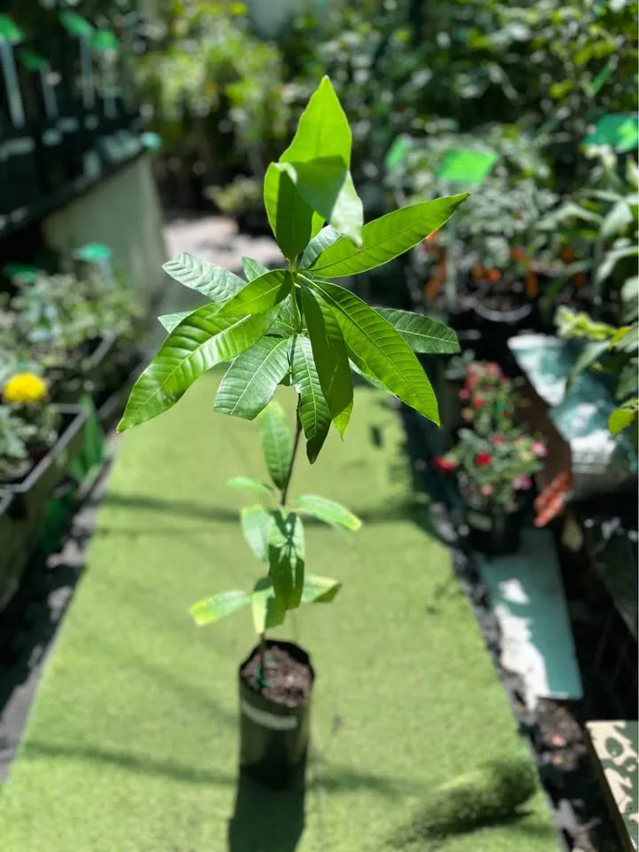 Banarasi Langra Mango Plant in Sydney – Complete Guide to Growing Banarasi Langra Mango Trees at Home