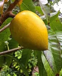 Yellow Sapote Plant in Sydney – Complete Guide to Growing Yellow Sapote (Canistel) Trees at Home