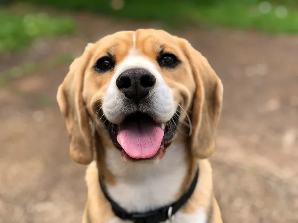 Why Is It Important to Invest in High-Quality Dog Clippers?