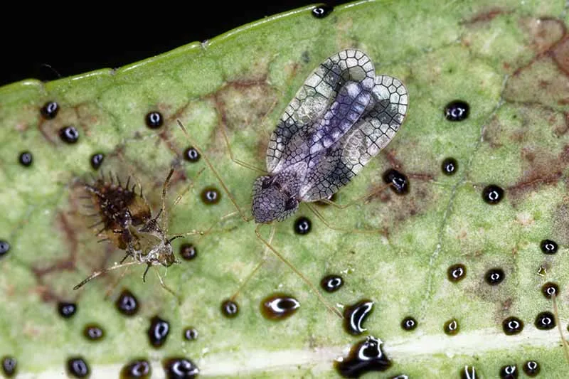 Best Treatment for Controlling Lace Bugs Effectively