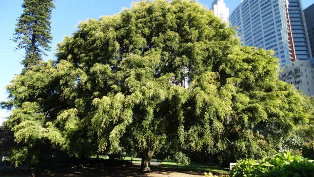 How to Treat Dutch Elm Disease in Weeping Elms