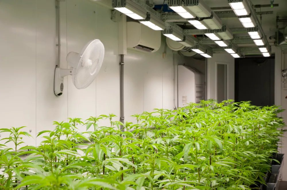 This Simple Upgrade Transforms Your Grow Room Overnight-Introducing Vinyl Panels