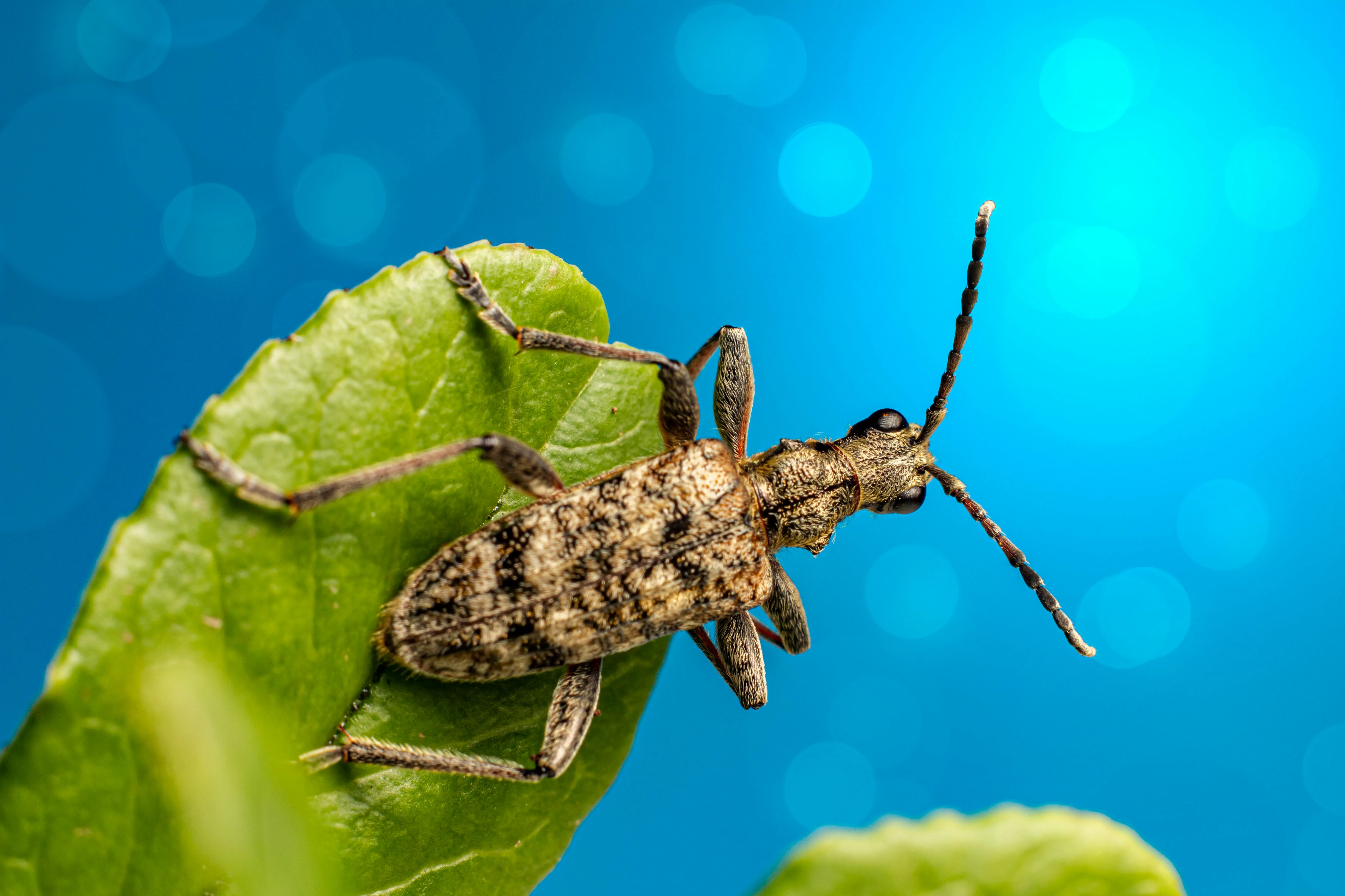 Why Homeowners Choose Professional Pest Control in Charlotte NC