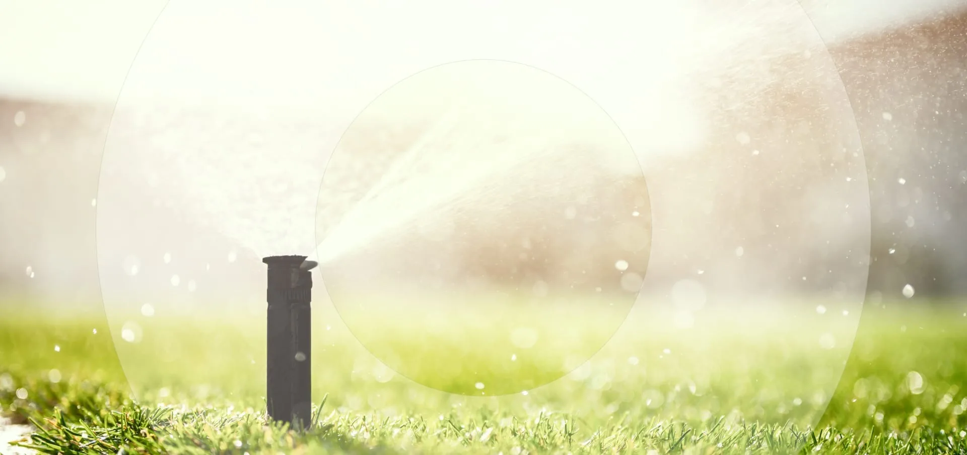 Watering Wisely: The Best Time of Day to Run Your Sprinklers to Prevent Lawn Disease
