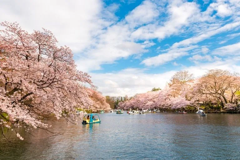 Beyond Tokyo Lights: Things to Do in Japan Travel: 100 Questions Answered