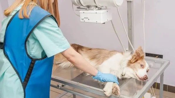 From Surgery to Healing: The Journey of Quality Vet Equipment