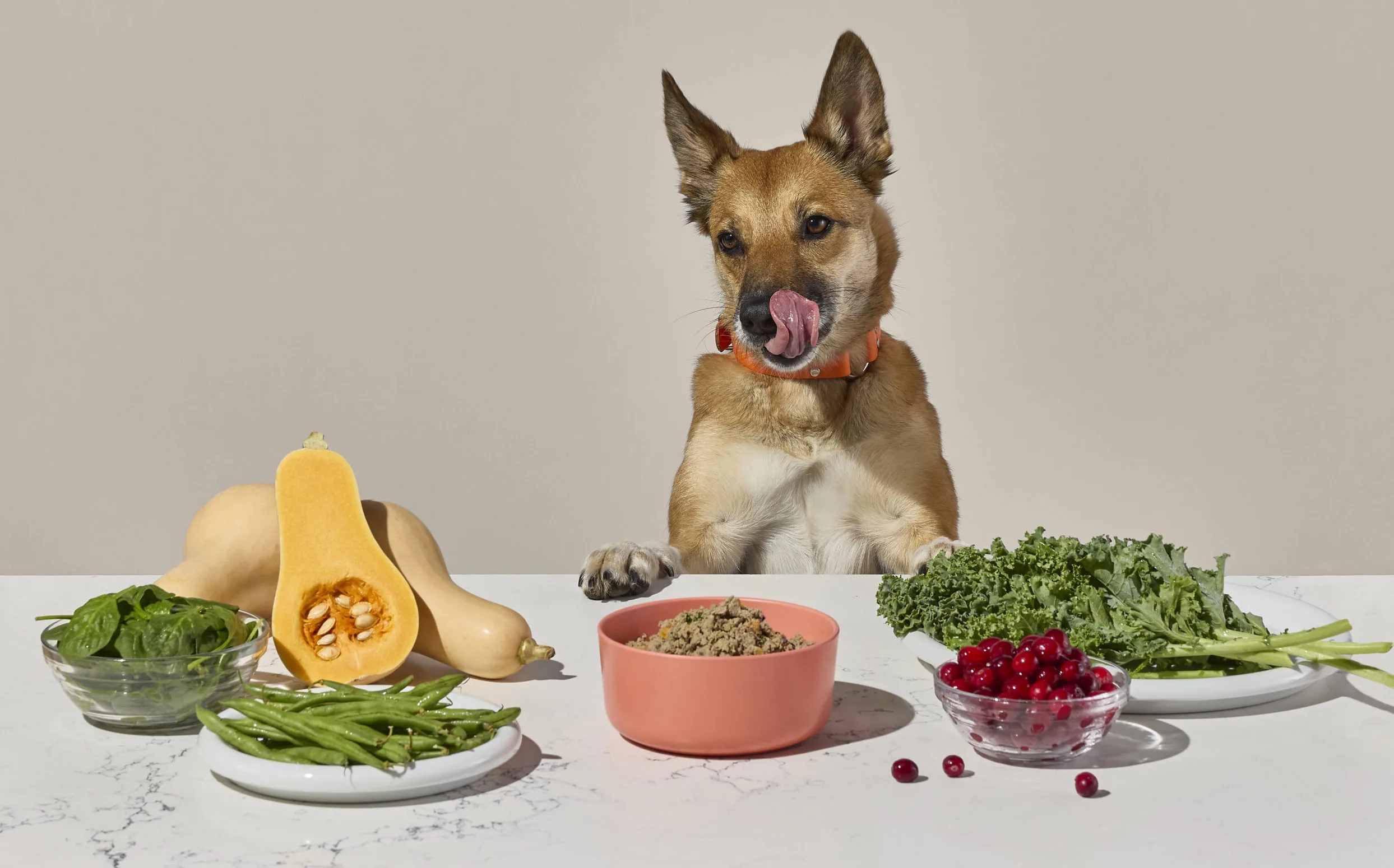 The Role of Diet in Supporting Healthy Organ Function in Pets