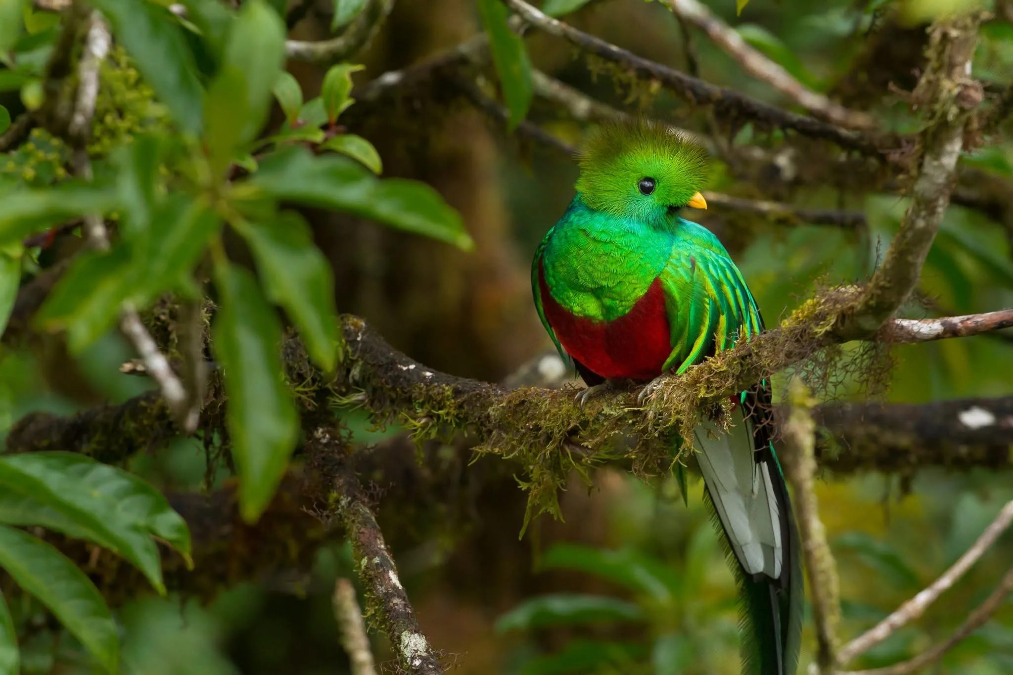 Why Arenal Volcano Costa Rica Is One of the Country's Top Attractions