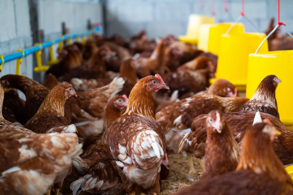 How to Choose the Best Poultry Medicine Company in India