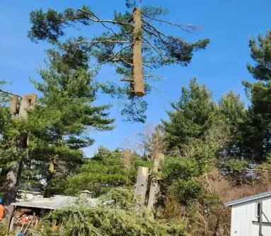 Burlington Tree Removal Services by Lord's Tree Service LLC