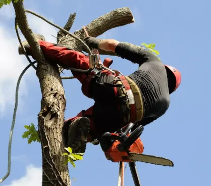 Billerica Tree Removal at Lord’s Tree Service LLC: Safe and Professional Solutions for Your Property