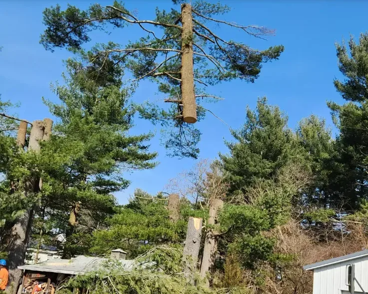Yard Expansions Offered by Lord's Tree Service