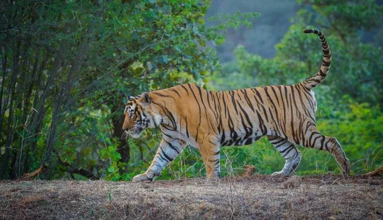 Top Wildlife Sanctuaries in Rajasthan for Safari Lovers