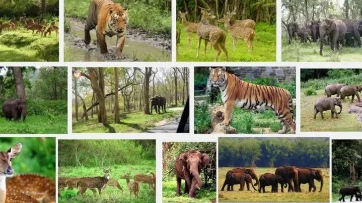 Tigers & Beyond: What Makes Ranthambore So Famous?