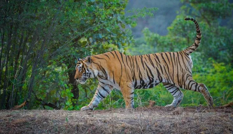 How to Explore Ranthambore in 3 Days: Best Tiger Routes