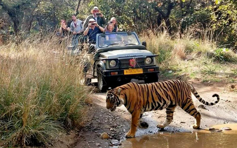 Core or Buffer? Picking the Best Ranthambore Safari Zone