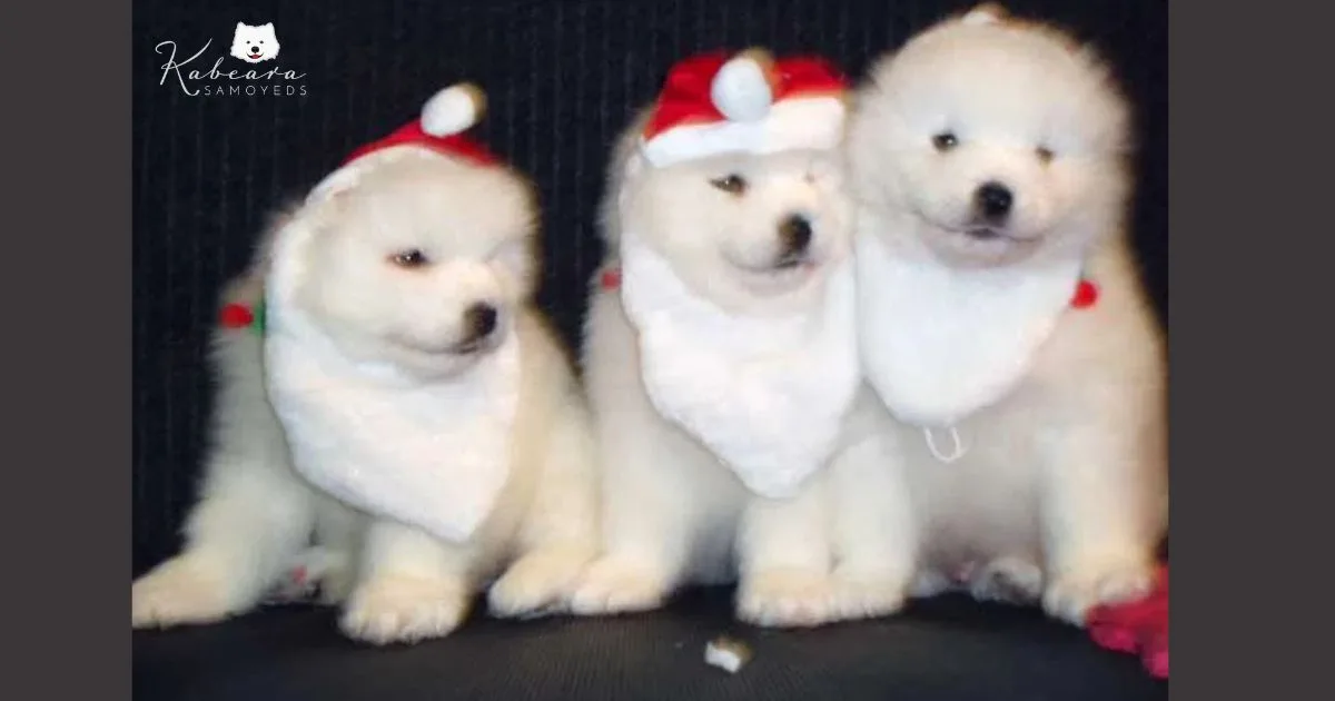 Unleash Why Many Families Choose Samoyed Adults as Best Companions