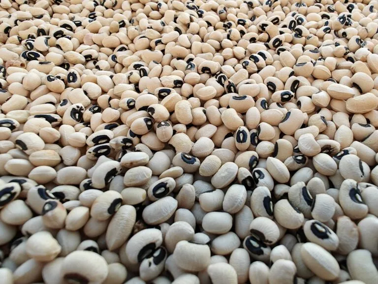 Black Eye Beans Madagascar: Premium Quality Pulses for Global Markets