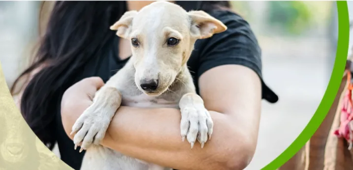 Dog Shelter NGO in Mumbai: Creating Safe Havens for Stray