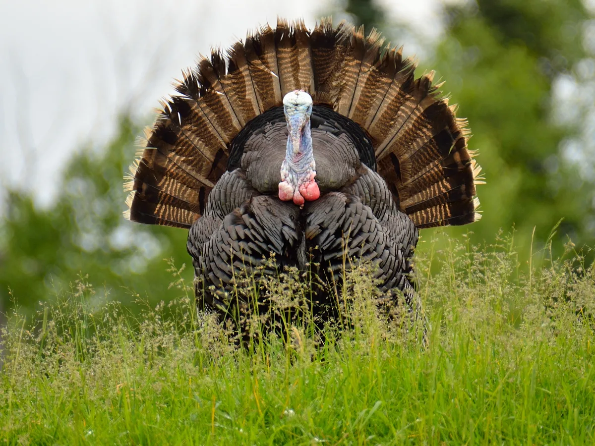 Guided Turkey Hunting in Georgia: Experience the Best Georgia Turkey Hunts at The Southern Residence