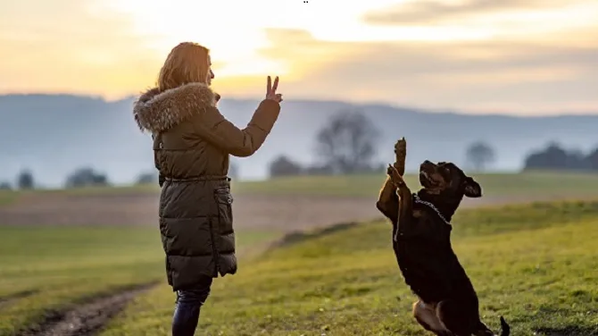 Teaching Reliable Recall With a Dog Training Service in VA