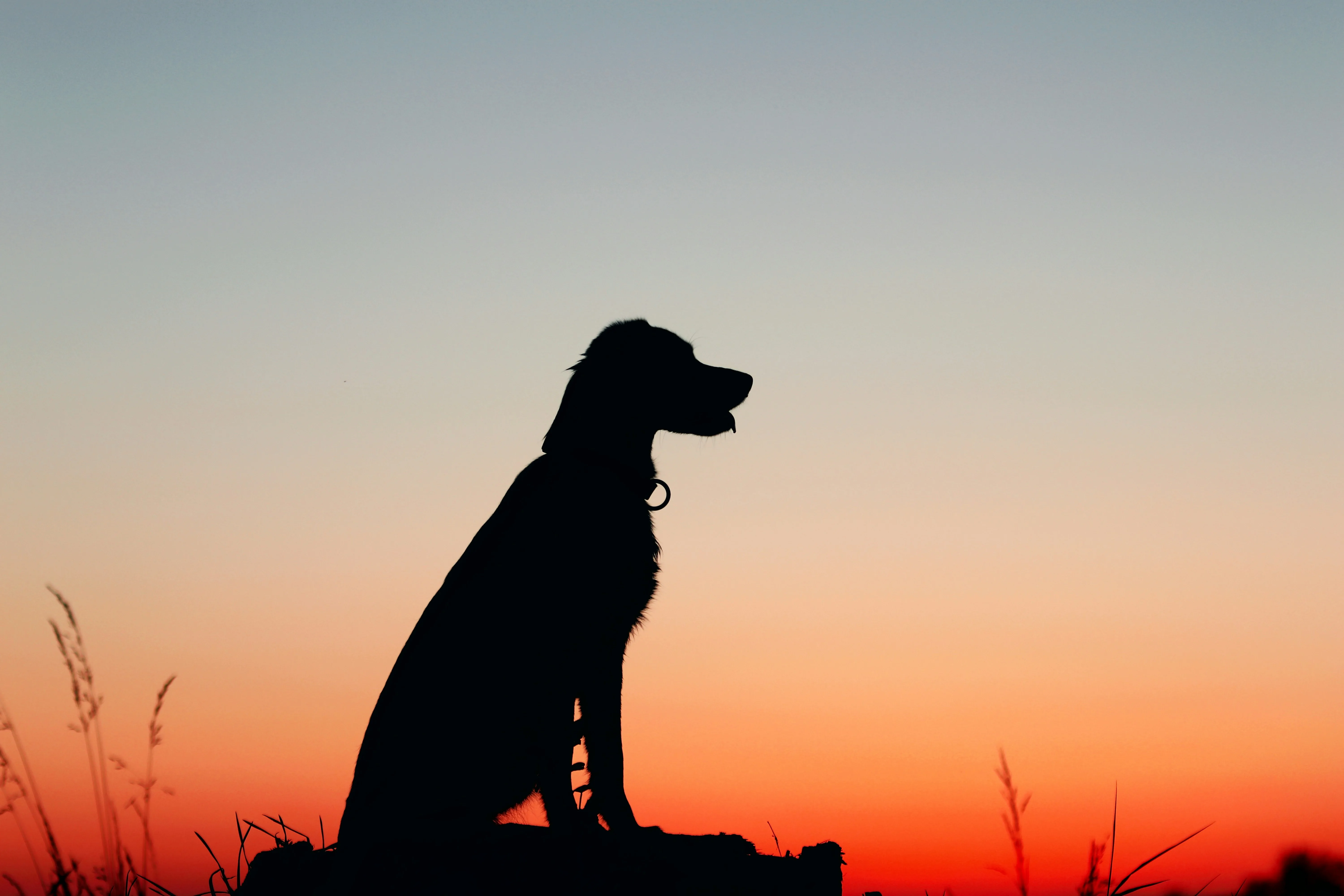 Why Predictable Meal Timing Matters During Long Term Dog Boarding