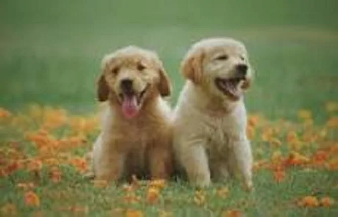 Using Dog Training Service in VA to Reduce Excessive Jumping Behavior