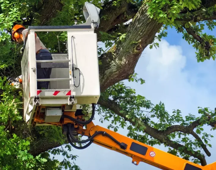 Emergency Tree Removal Services by Lord's Tree Service