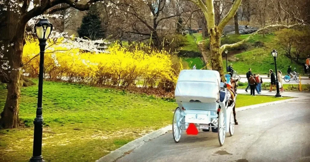Best Carriage Ride in Central Park: A Complete Guide to a Timeless NYC Experience