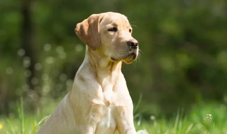 9 Things to Look for in a Dallas Dog Training Program