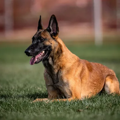 Are Protection Dogs for Sale in Colorado Safe Around Children?