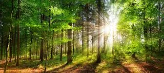 Water: The Lifeline of Our Planet