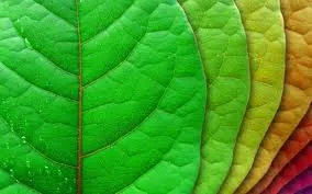 The Importance of Forests: Nature’s Lifeline for a Sustainable Future