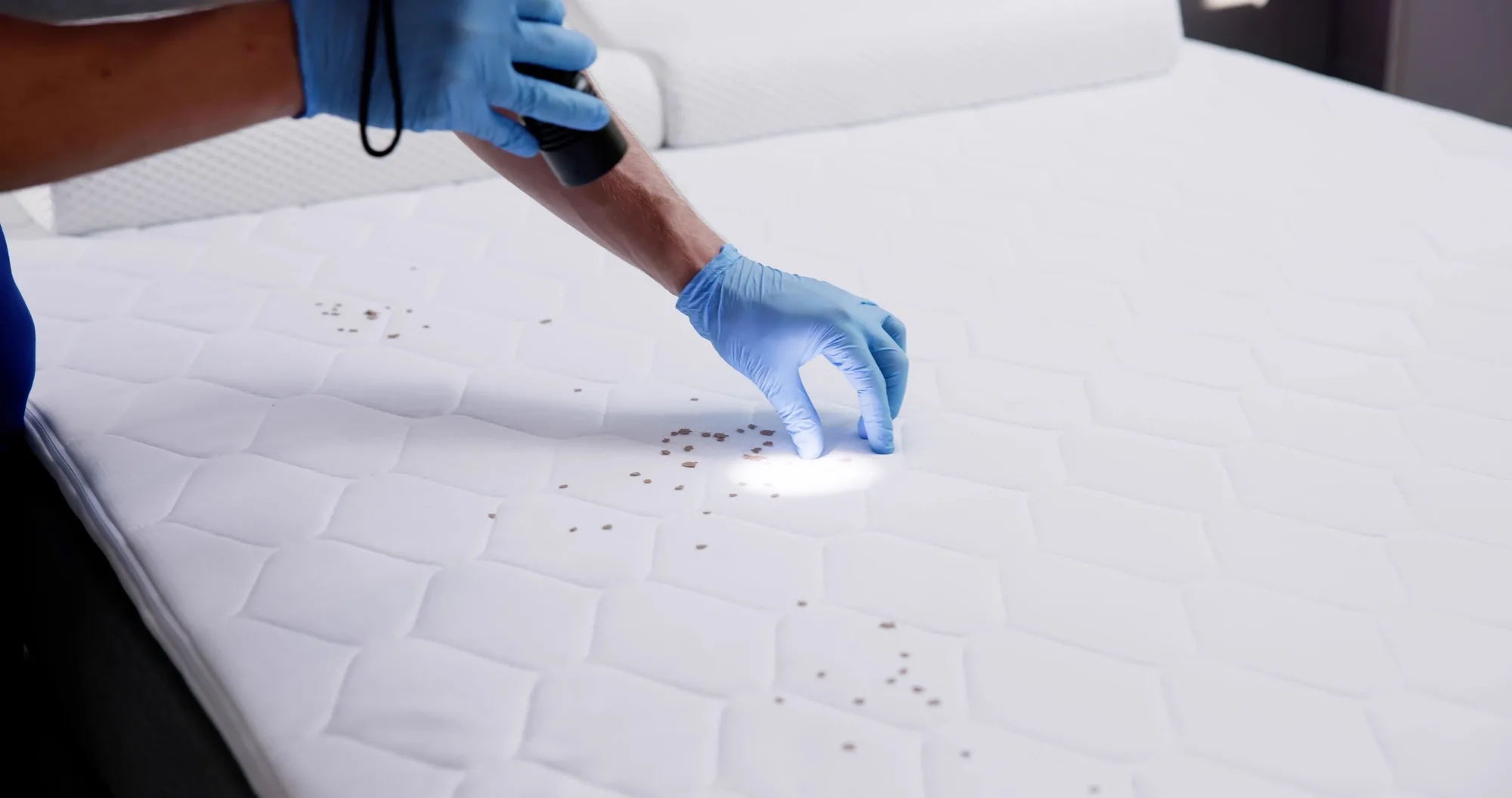 How Bed Bug Removal Service in Cleveland Eliminates Infestations