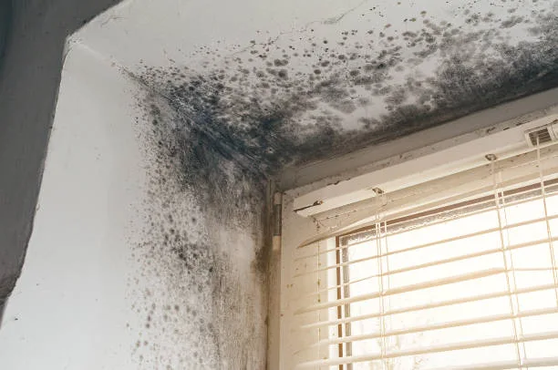 Comprehensive mold remediation for homes and businesses