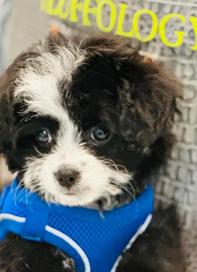 How North Hollywood Pet Owners Can Pick the Best Dog Grooming Spa Packages