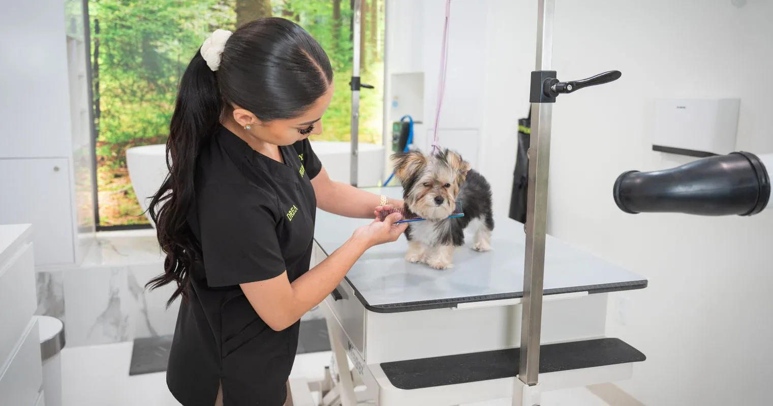 Pet Grooming Package North Hollywood: Complete Guide to Professional Pet Care Services in the USA