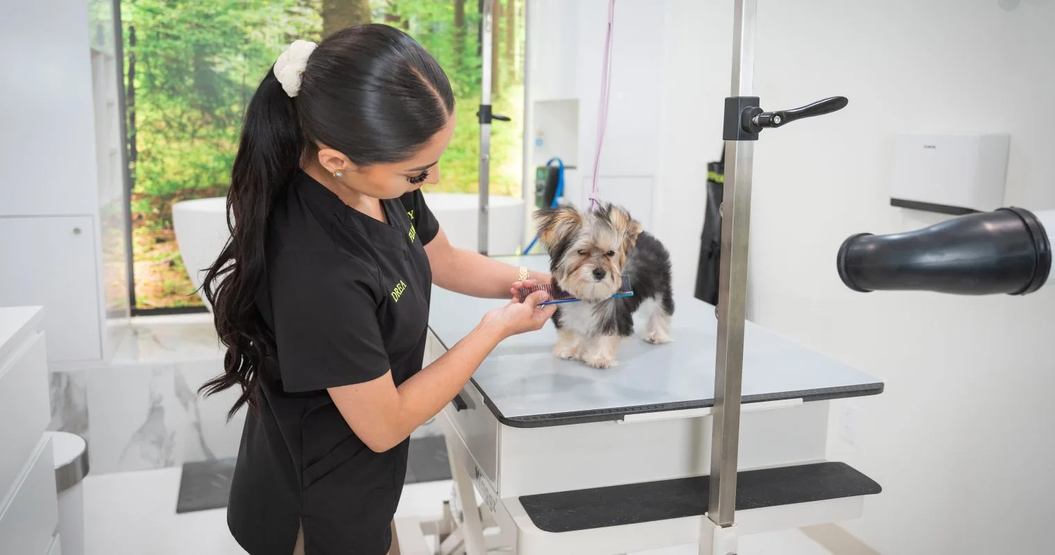Dog Grooming Packages: A Complete Guide to Keeping Your Pet Healthy and Happy