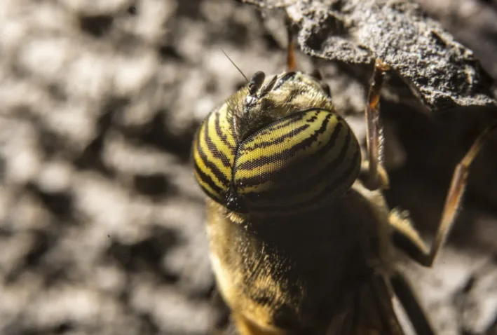 Les Risques Cachés des Nids de Guêpes et l’Importance d’une Intervention Rapide
