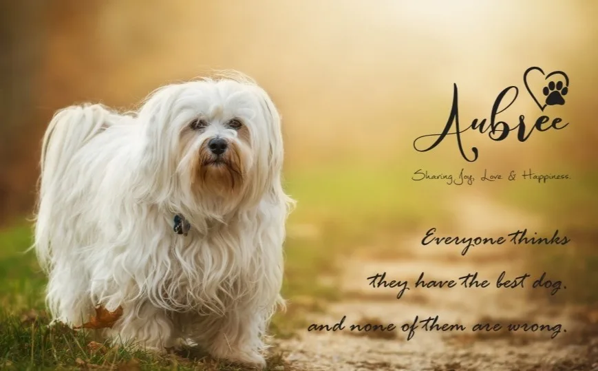 A New Pet Parent's Guide to Choosing the Right Puppy in Bangalore - Aubree.co.in