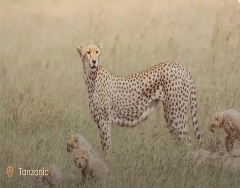 African Safari Tours From Australia: Your Journey to Africa Starts Here