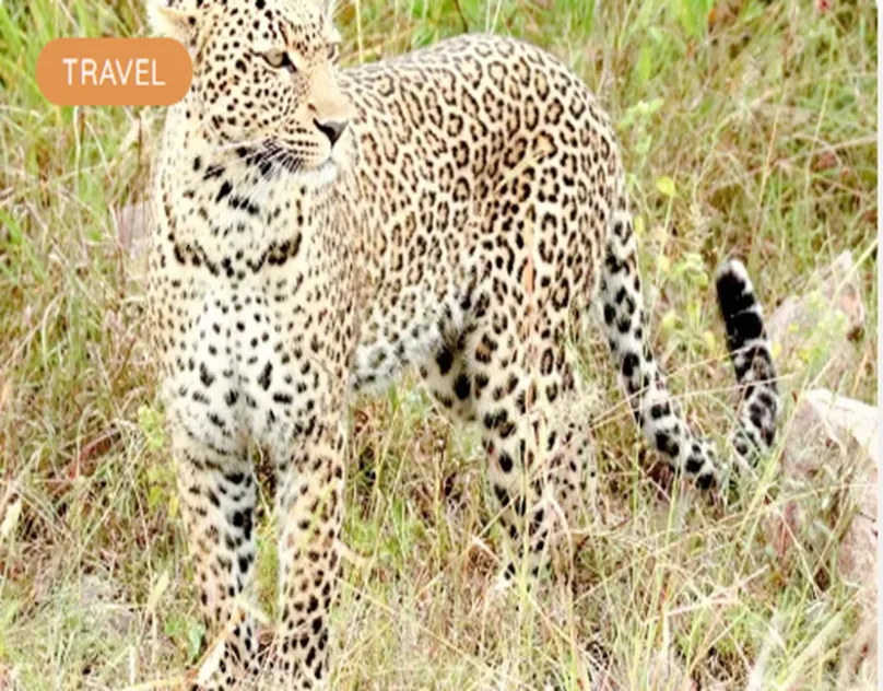 African Safari Experiences Designed for Australian Travellers