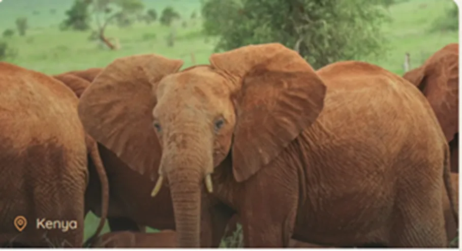 Experience the Ultimate Kenya Safari for Australians in 2026