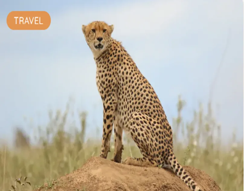 African Safari Tours From Australia: Your Journey to Africa Starts Here