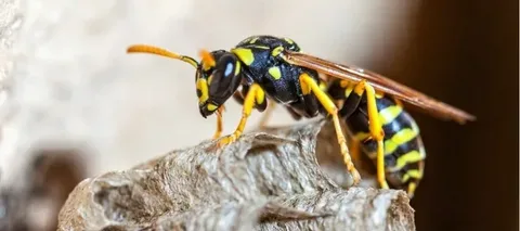 Wasp Control Brampton: A Smarter Way to Protect Your Home and Outdoor Space