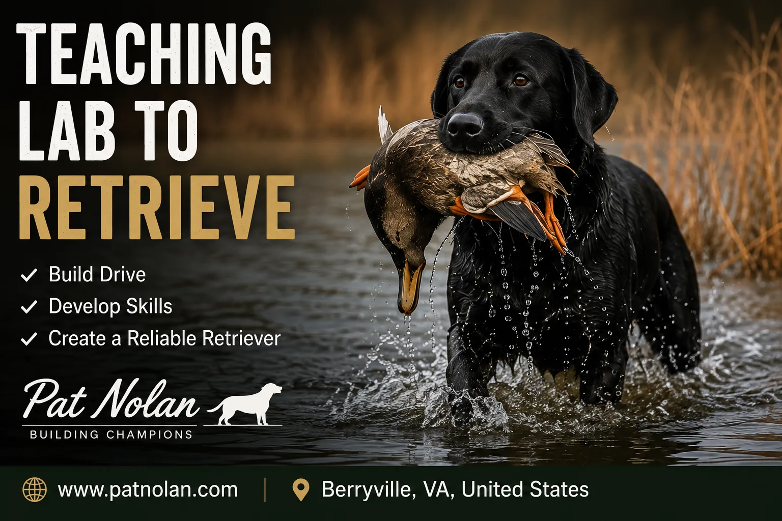 From Puppy to Hunting Partner: Building a Well-Trained Retriever