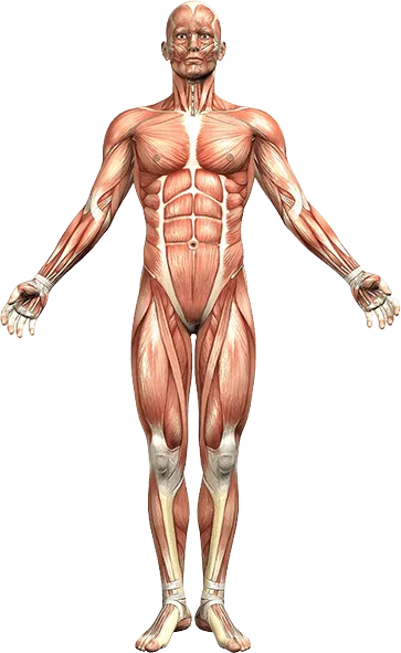 Is AR Anatomy Better Than Cadaver Based Learning?