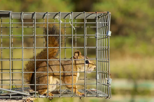 Squirrel Control Vaughan: Protecting Homes with Smart, Humane Solutions