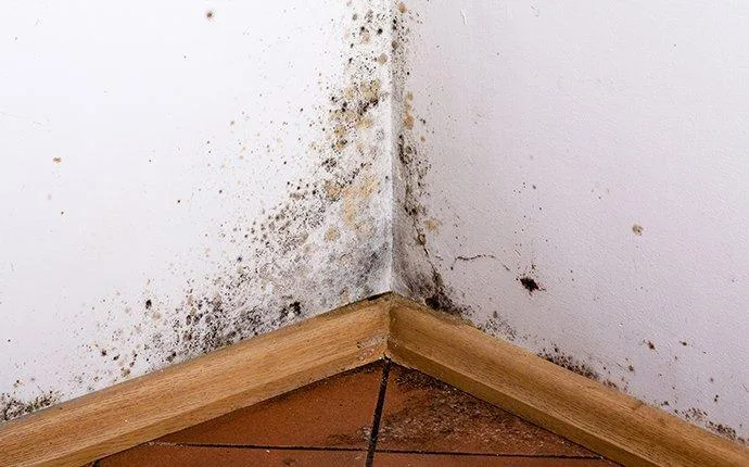 The Hidden Relationship Between Moisture Problems and Pest Infestations